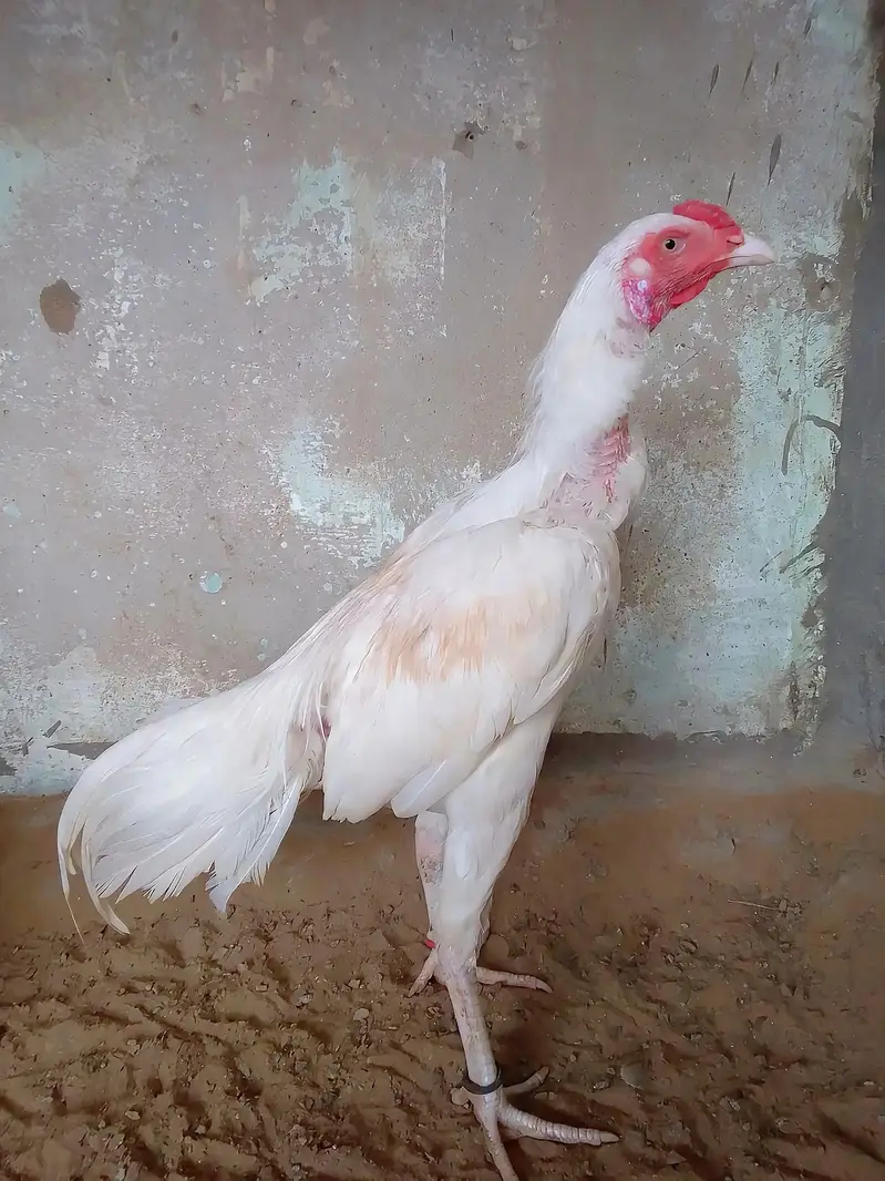Mashallah heera Aseel For Sell — photo 4