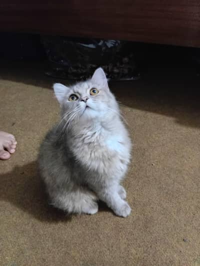 Beautiful 8-Month Doll Face Grey Persian Female Cat