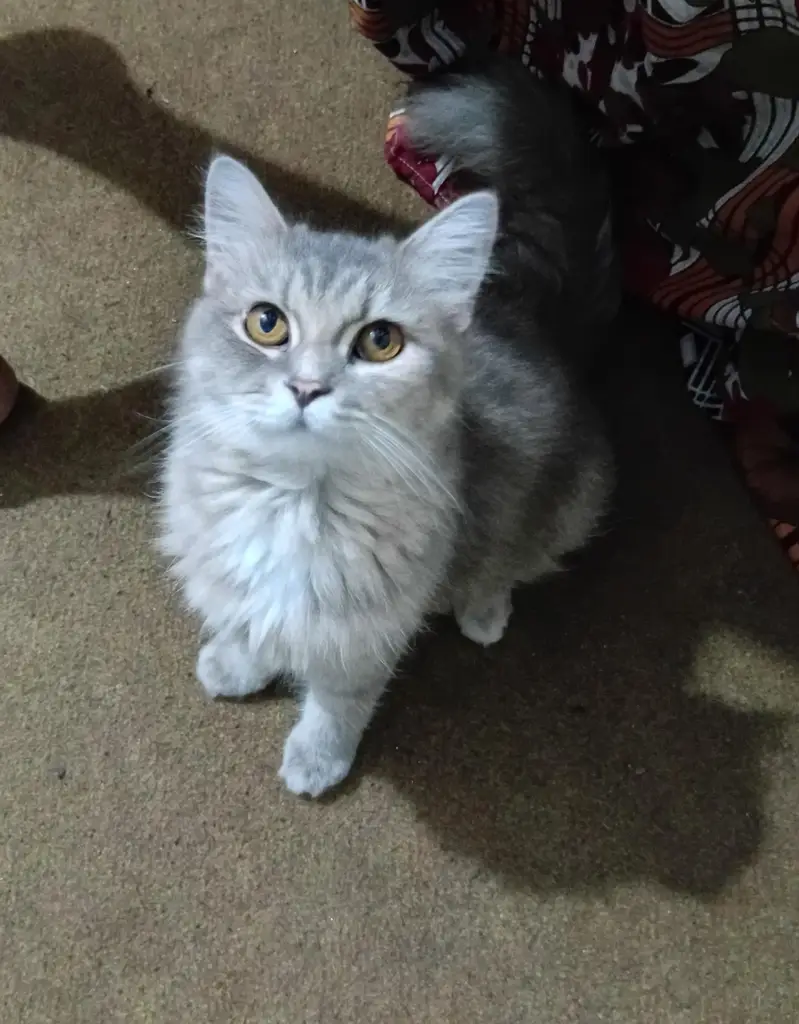Beautiful 8-Month Doll Face Grey Persian Female Cat — photo 2