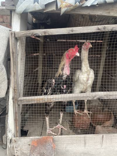 Murgi heera he hor murga lasani hai urgent sale