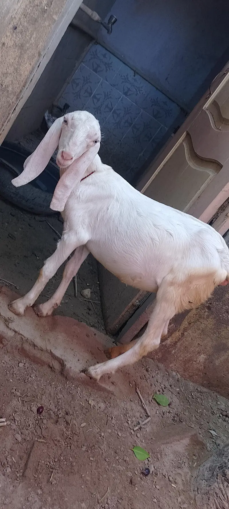 Rajanpuri Pure Gulabi Path — photo 3