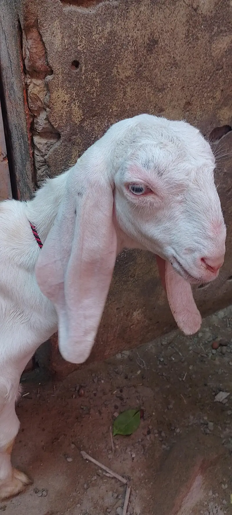 Rajanpuri Pure Gulabi Path — photo 4