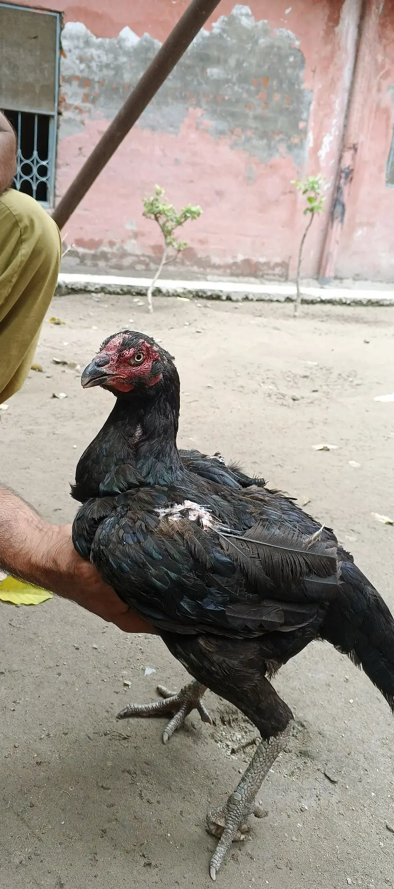 4 in 1 aseel — photo 3