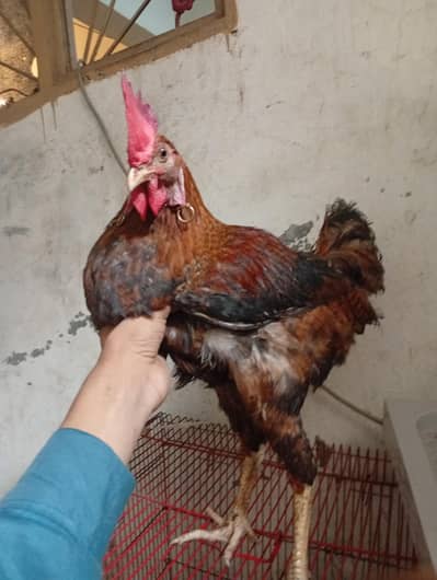 دیسی مرغا برائے فروخت
