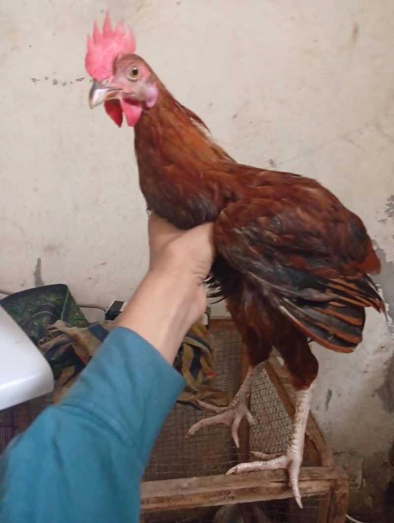 دیسی مرغا برائے فروخت 2