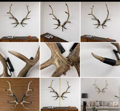 Premium Natural Deer Antlers Wall Hanging | Luxury Home Decor