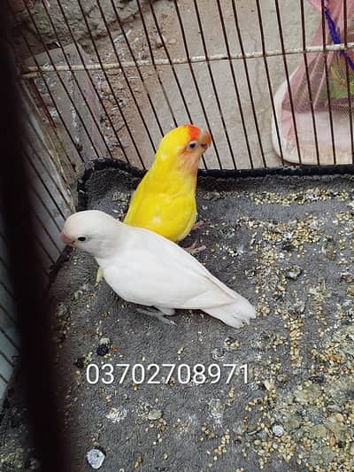 Albino black eye, blue fisher,love bird,lotion red eye, Australian gre