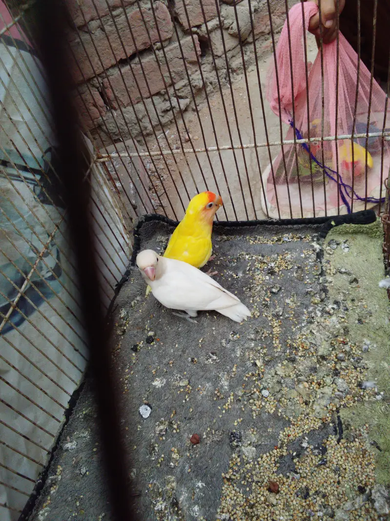 Albino black eye, blue fisher,love bird,lotion red eye, Australian gre — photo 2