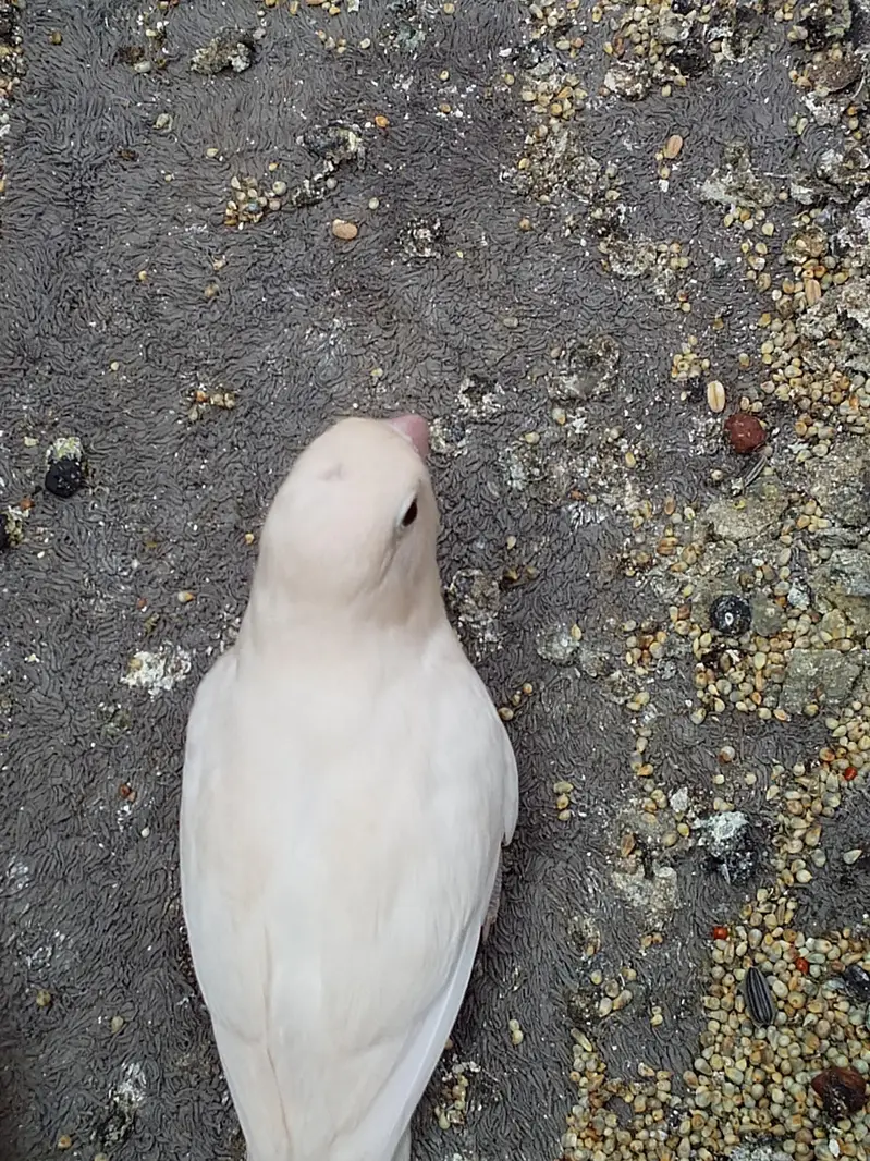 Albino black eye, blue fisher,love bird,lotion red eye, Australian gre — photo 3