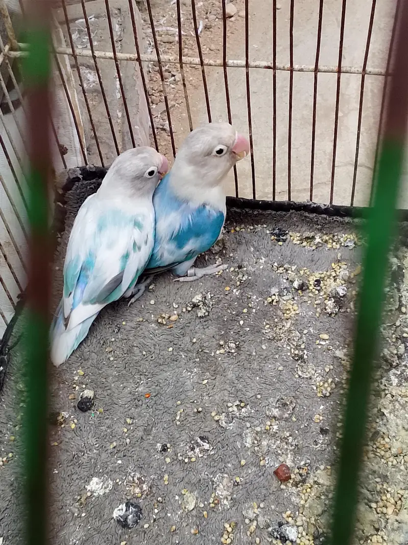 Albino black eye, blue fisher,love bird,lotion red eye, Australian gre — photo 4