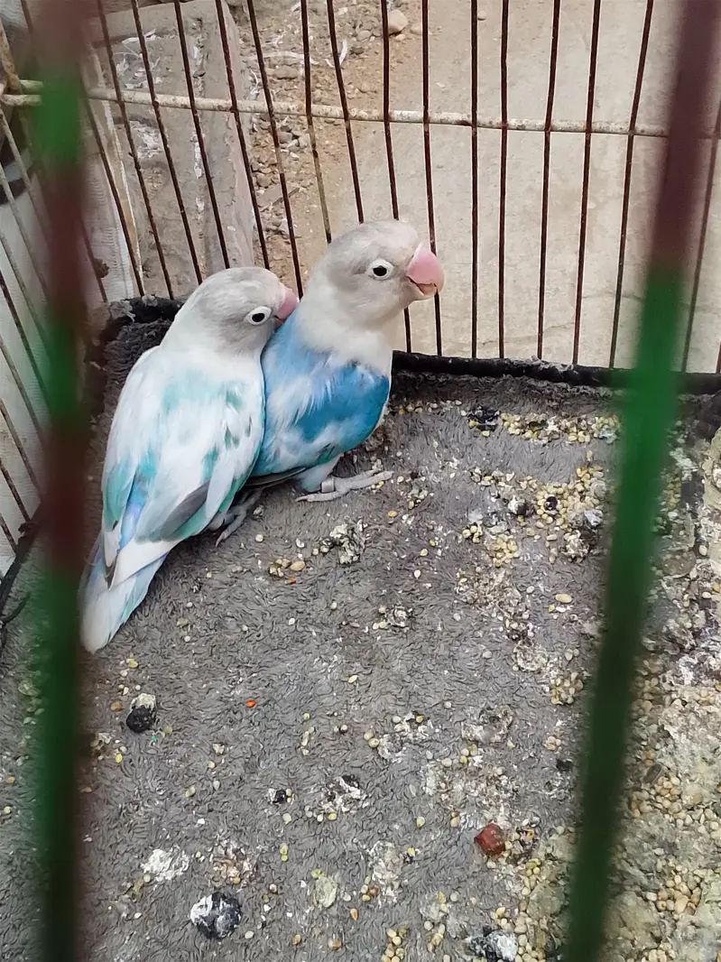 Albino black eye, blue fisher,love bird,lotion red eye, Australian gre — photo 5