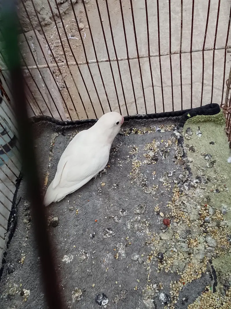 Albino black eye, blue fisher,love bird,lotion red eye, Australian gre — photo 7