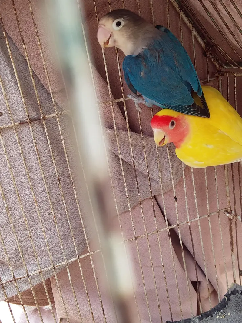 Albino black eye, blue fisher,love bird,lotion red eye, Australian gre — photo 8