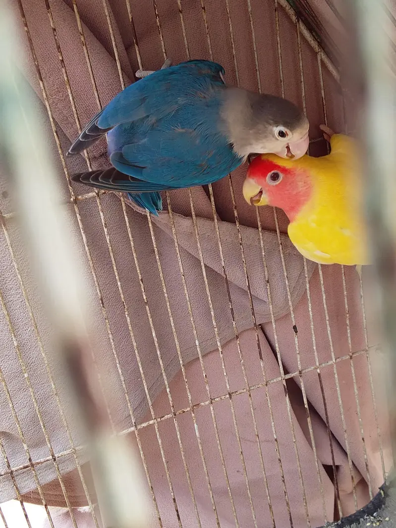 Albino black eye, blue fisher,love bird,lotion red eye, Australian gre — photo 9