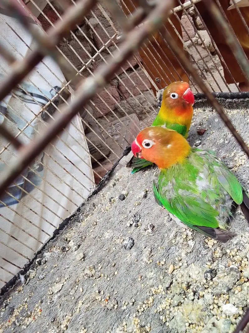 Albino black eye, blue fisher,love bird,lotion red eye, Australian gre — photo 10
