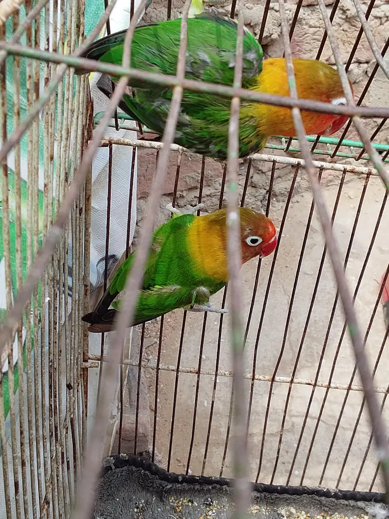 Albino black eye, blue fisher,love bird,lotion red eye, Australian gre — photo 11