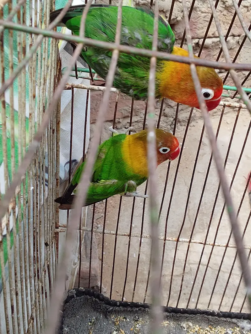 Albino black eye, blue fisher,love bird,lotion red eye, Australian gre — photo 12