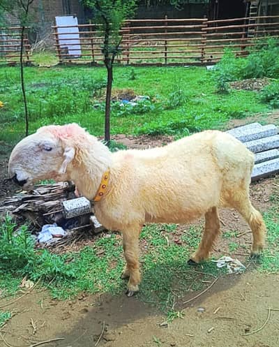 female 4 month paragnat sheep