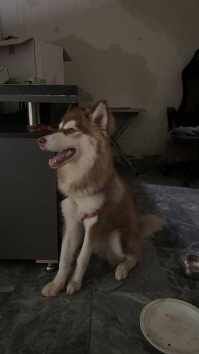 Huski female age 7 months