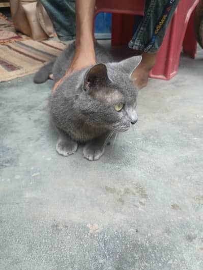 Persian cat for sale