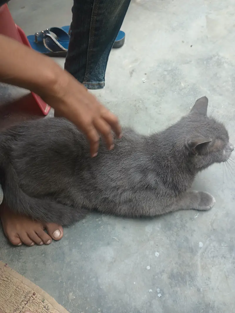 Persian cat for sale — photo 2