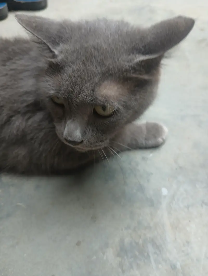 Persian cat for sale — photo 3