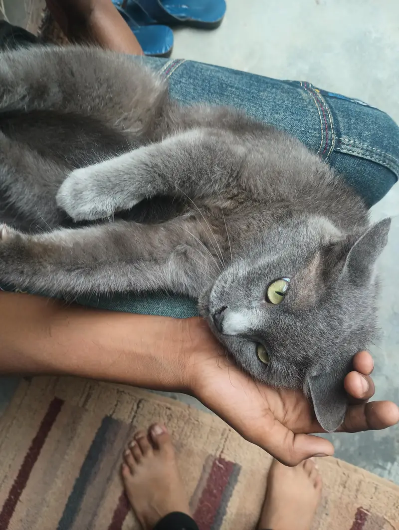 Persian cat for sale — photo 4