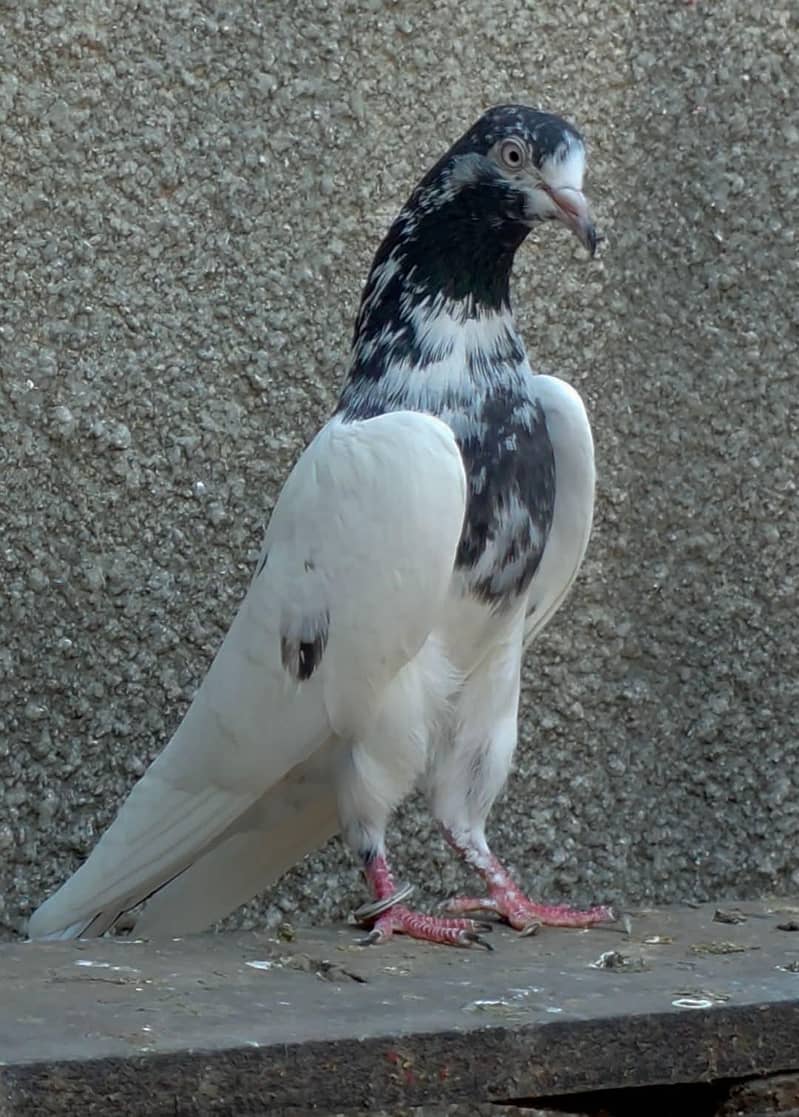 pyor taddy 2