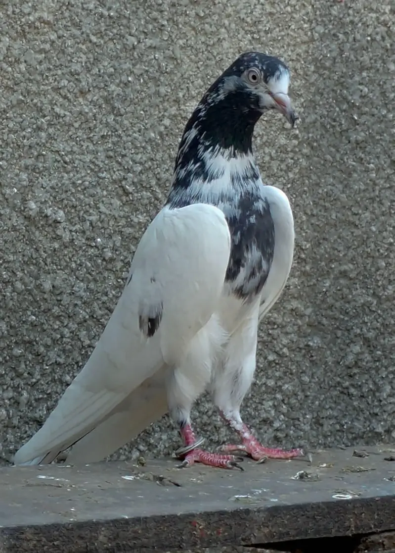 pyor taddy — photo 3