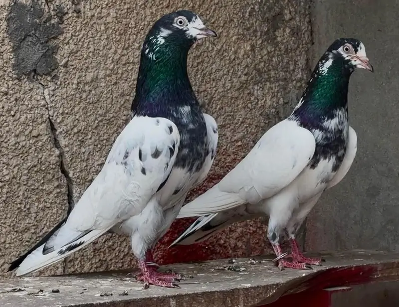 pyor taddy — photo 5