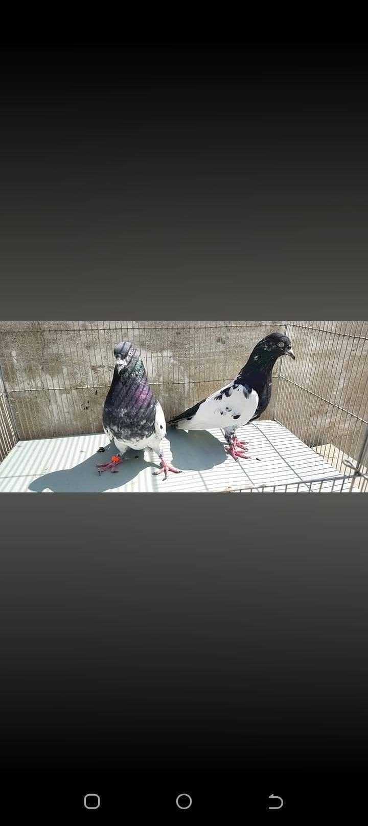pyor taddy 5