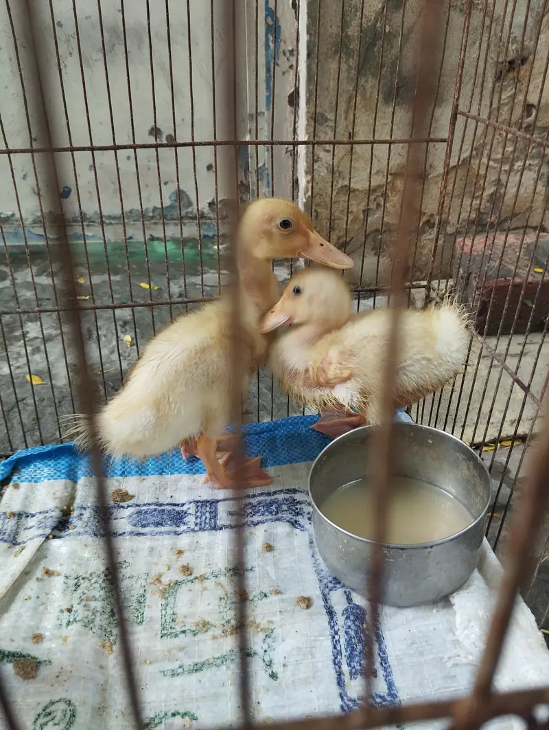 Duck 2kidds