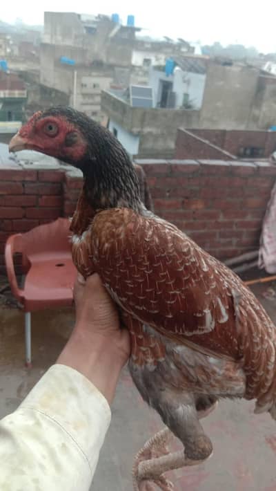 slatai murgyai for sale 6500
