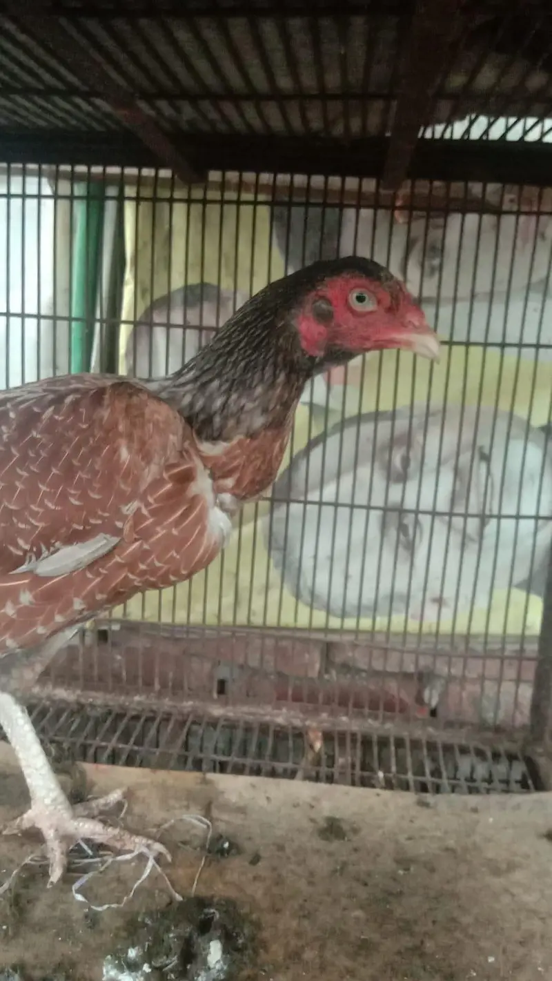 slatai murgyai for sale 6500 — photo 2