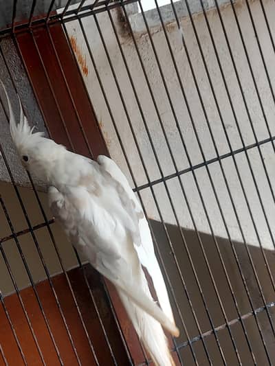 White Face Fallow Split Male For Sale