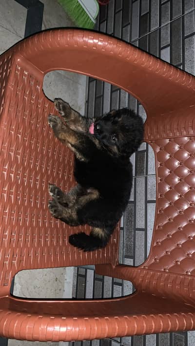 German Shepherd Female pup