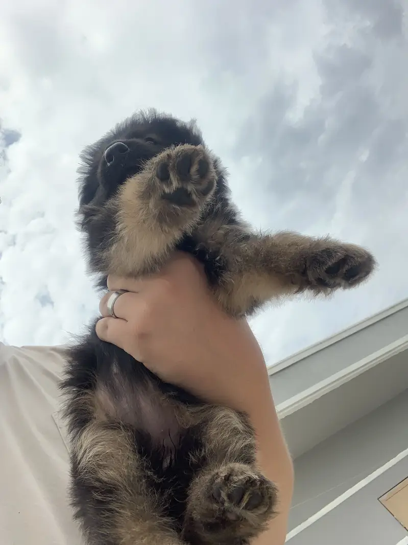 German Shepherd Female pup — photo 2