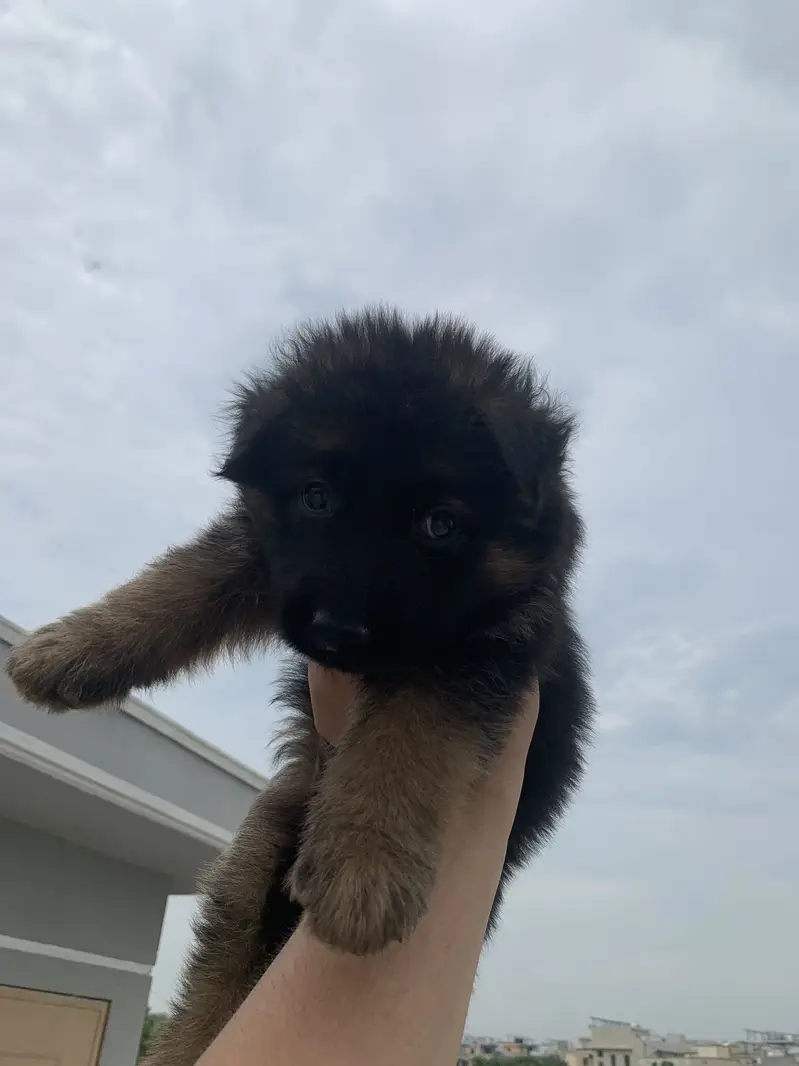 German Shepherd Female pup — photo 3