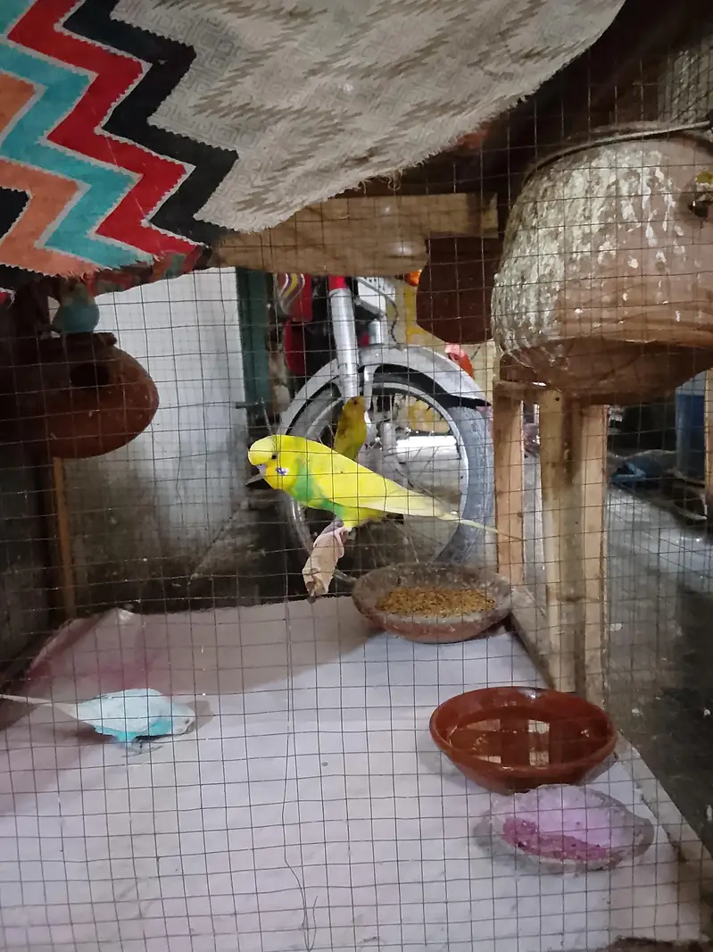 Bhot Acha breader — photo 2
