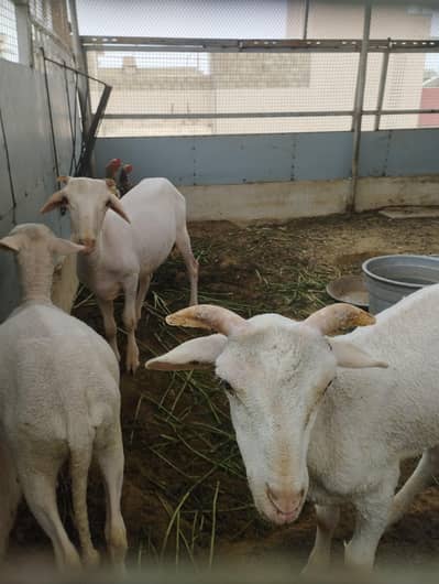 long tail sheeps males for age 3 to 4 months