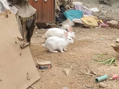 Rabbit White Red Eyes With 3 Baby