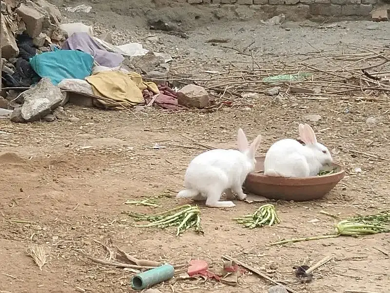 Rabbit White Red Eyes With 3 Baby — photo 2