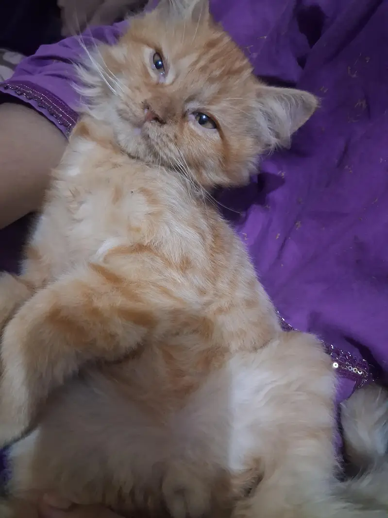 Healthy 3-Month-Old Male Cat for Sale — photo 3