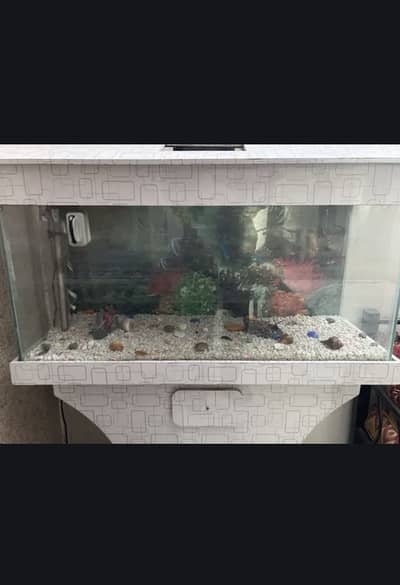 Fish Aquarium