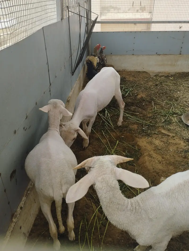 long tail sheeps males for age 3 to 4 months — photo 2