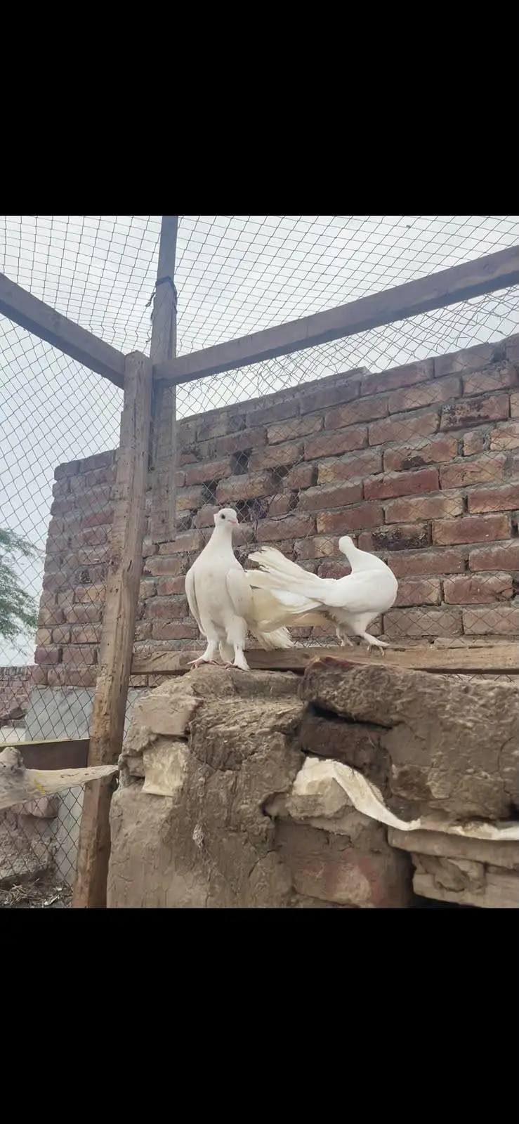 جوڑا ھے 4 — photo 2