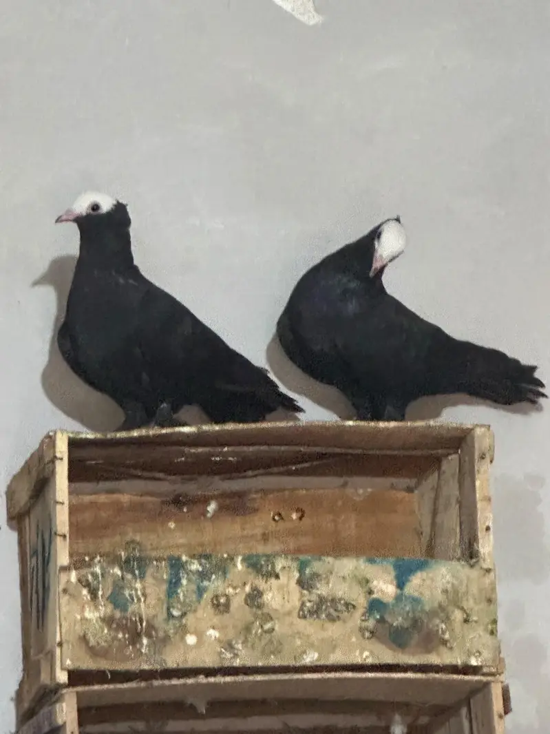 Senti and black mukhi pair — photo 12