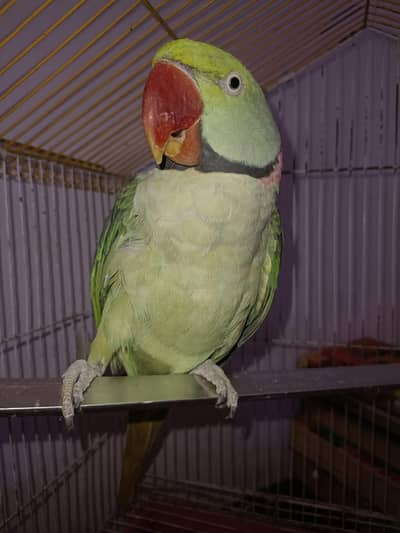 Kashmiri Raw Parrot Male | 3 Years | Talking | Fully Tamed