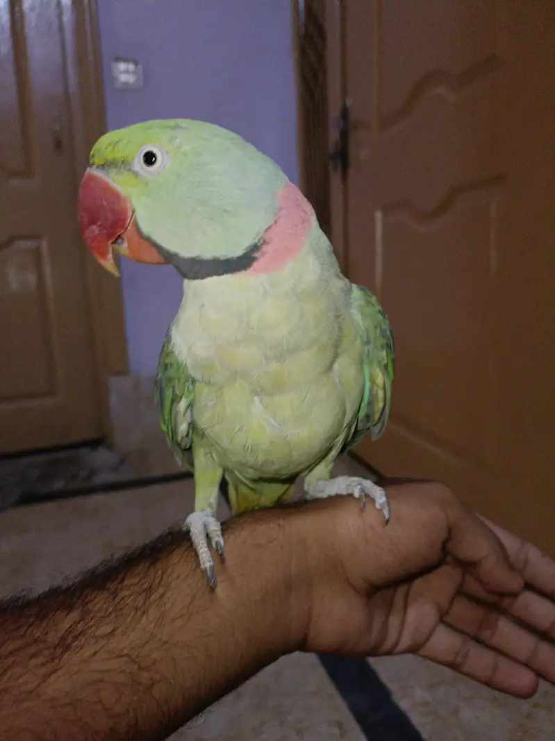 Kashmiri Raw Parrot Male | 3 Years | Talking | Fully Tamed — photo 2