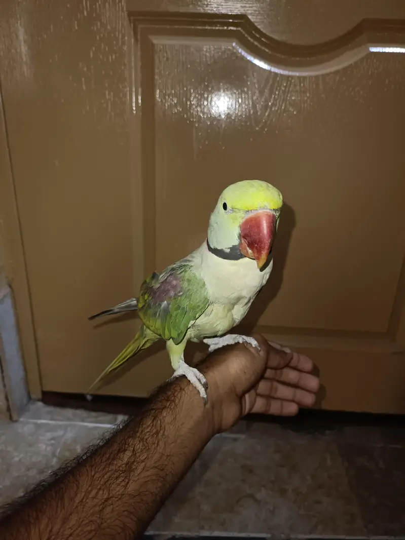 Kashmiri Raw Parrot Male | 3 Years | Talking | Fully Tamed — photo 3